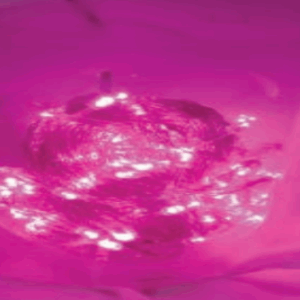 100 LEDs Rosa 8 funções fio transparente